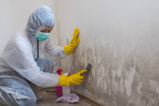 Best Mold Removal Process  in Green, OH