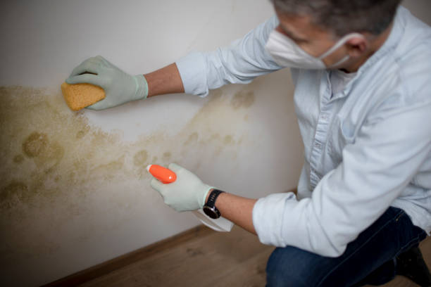 Attic Mold Removal in Green, OH