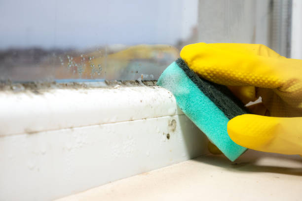 Mold Removal Process in Green, OH