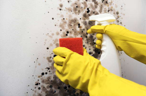 Best Office Mold Removal Services  in Green, OH