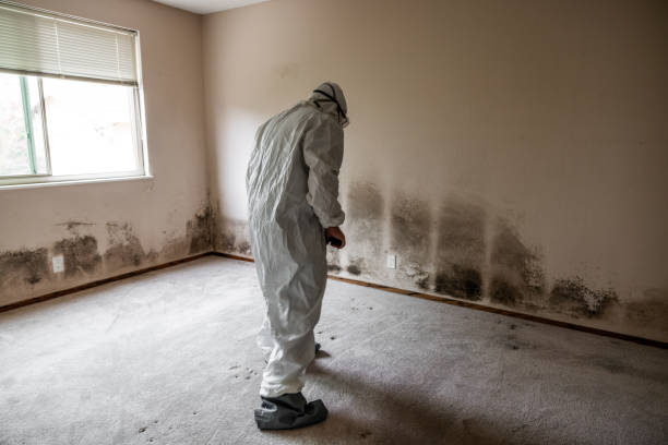 Best Local Mold Removal Service  in Green, OH