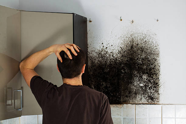Best Commercial Mold Removal  in Green, OH